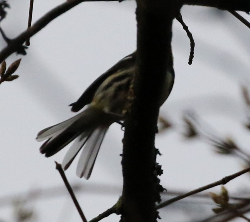 Grünmantel-Waldsänger - ML55251201