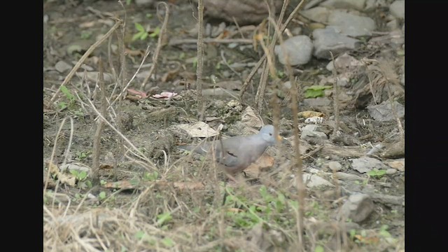 Croaking Ground Dove - ML552512091