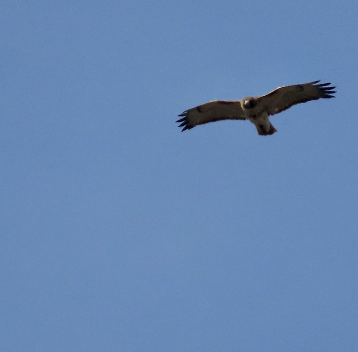 Red-tailed Hawk - ML552512901