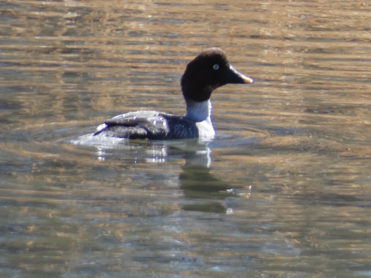 Common Goldeneye - ML552512951