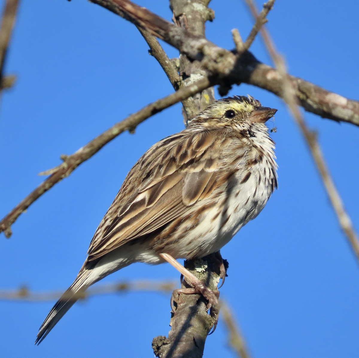 Savannah Sparrow - ML552513111
