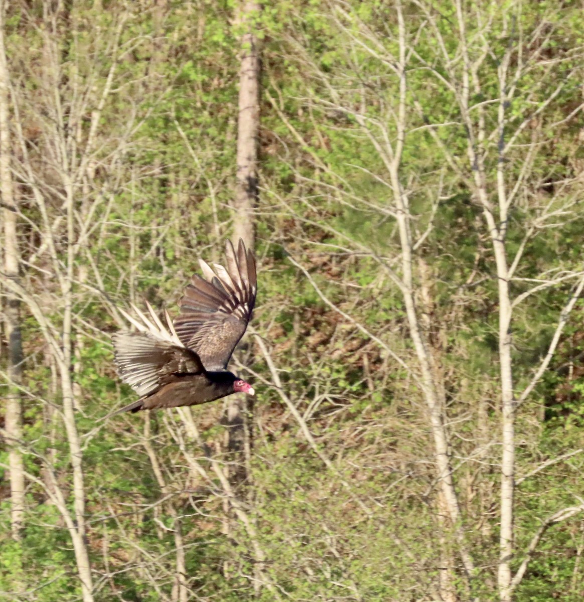 Turkey Vulture - ML552513151