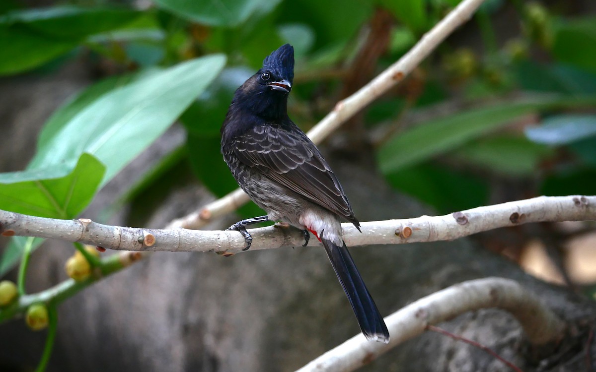 Red-vented Bulbul - ML552513161
