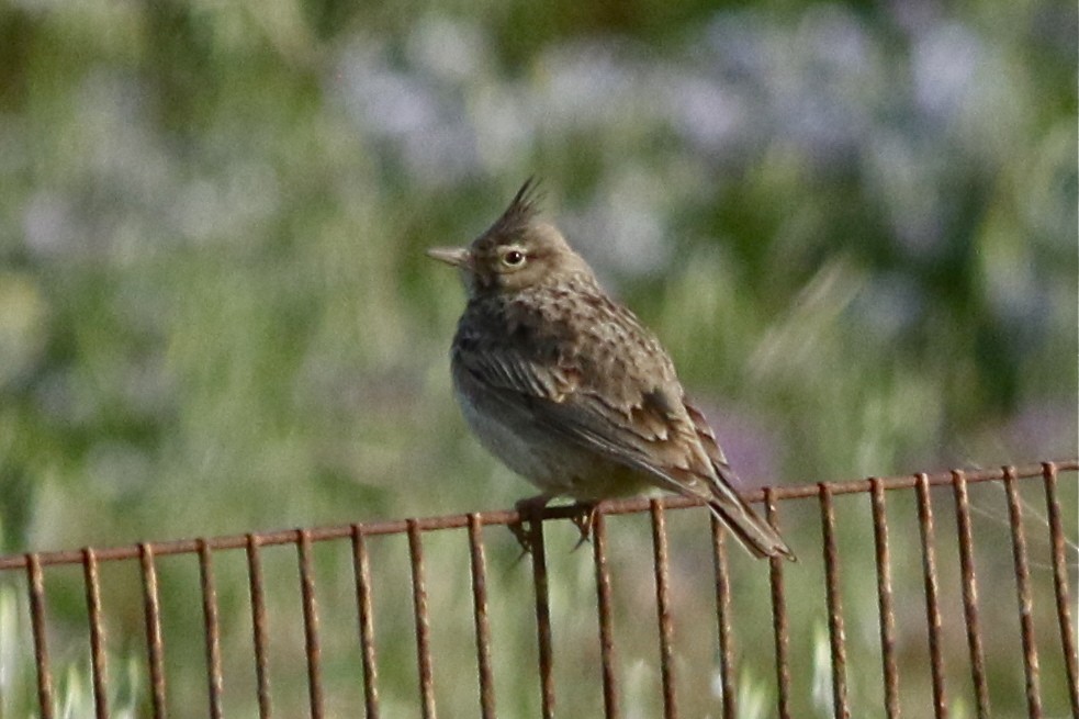 Crested Lark - ML55251331