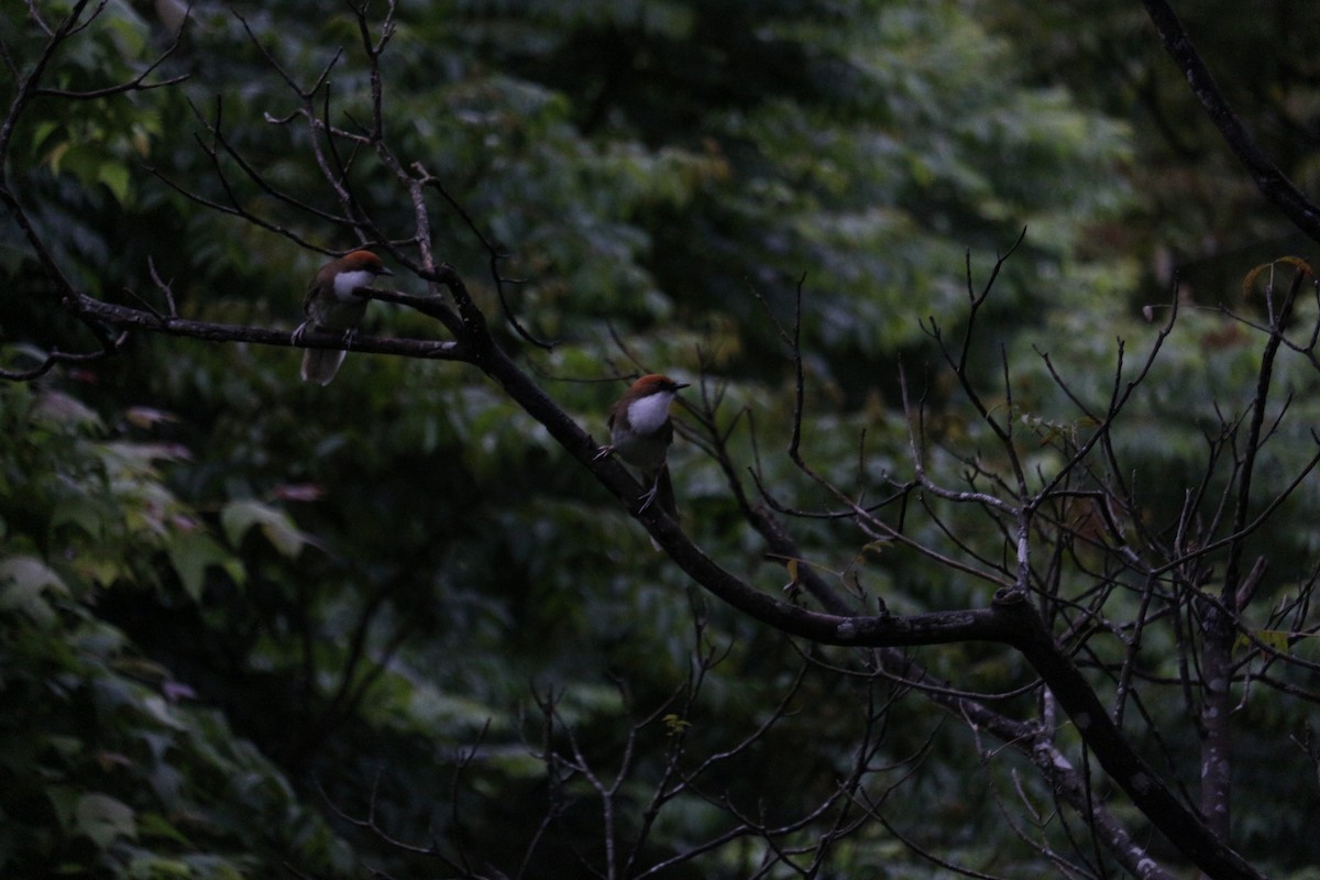 Rufous-crowned Laughingthrush - ML552513411