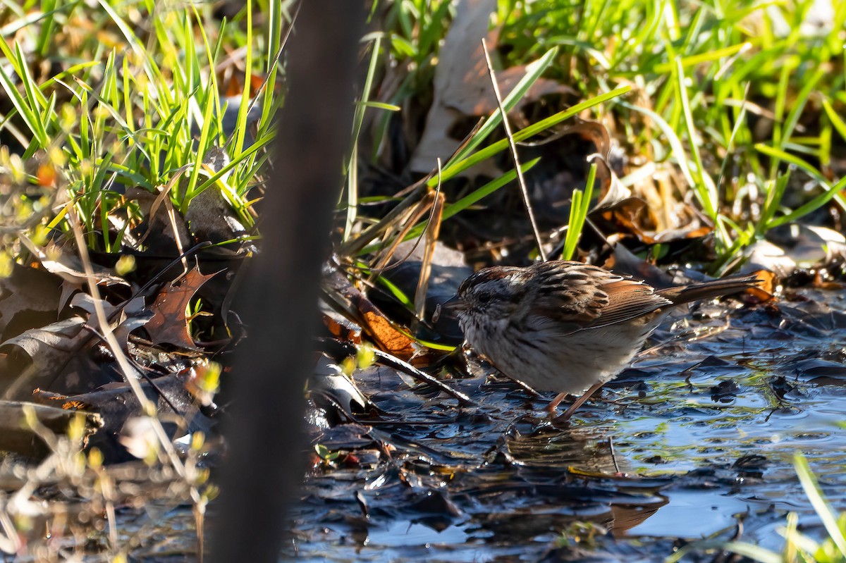 Swamp Sparrow - Gustino Lanese