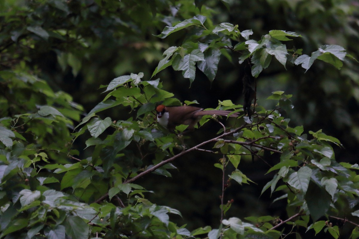 Rufous-crowned Laughingthrush - ML552513751