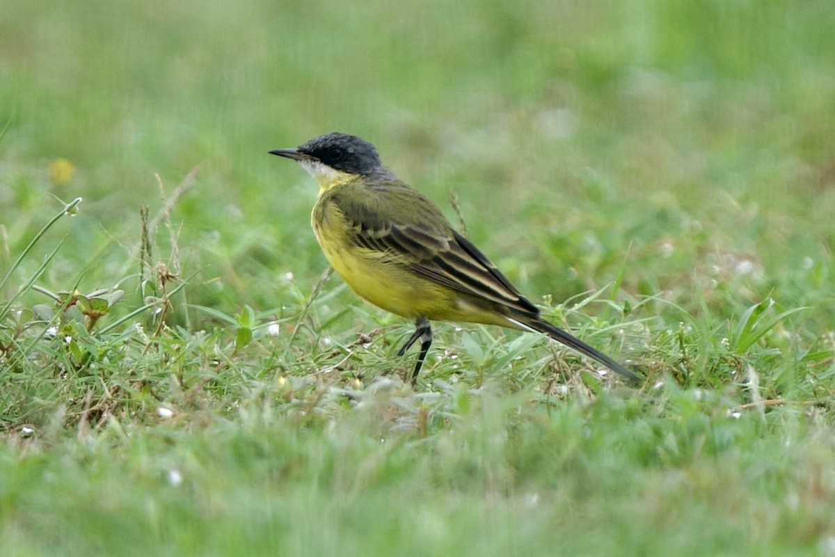 Eastern Yellow Wagtail - Ramesh T