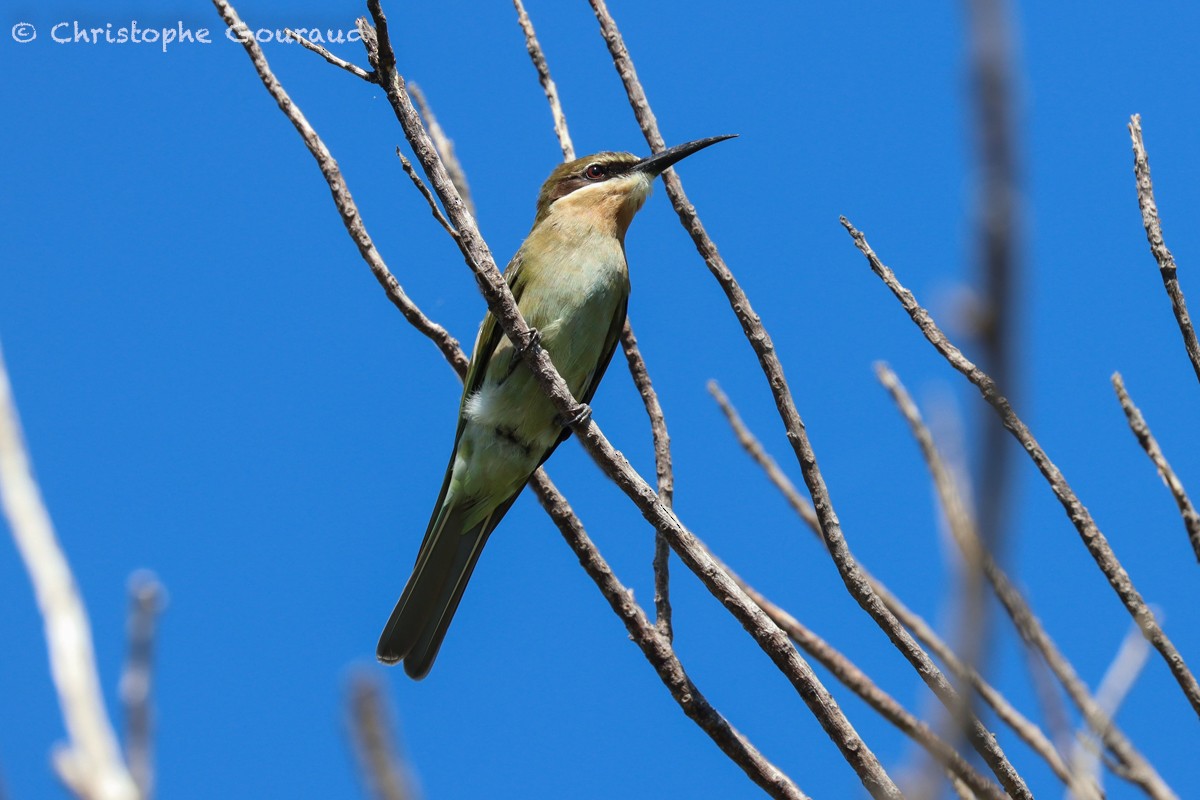 Madagascar Bee-eater - Christophe Gouraud