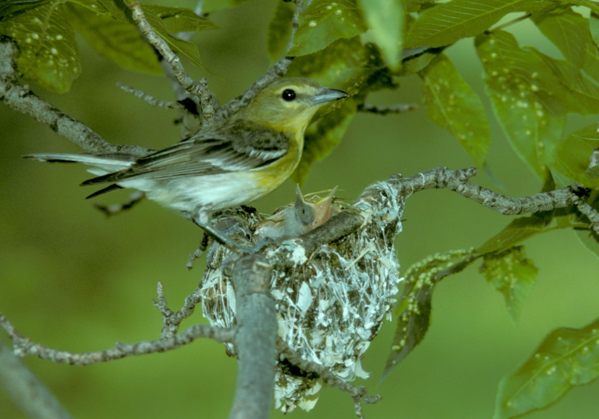 Sarı Gerdanlı Vireo - ML55251441