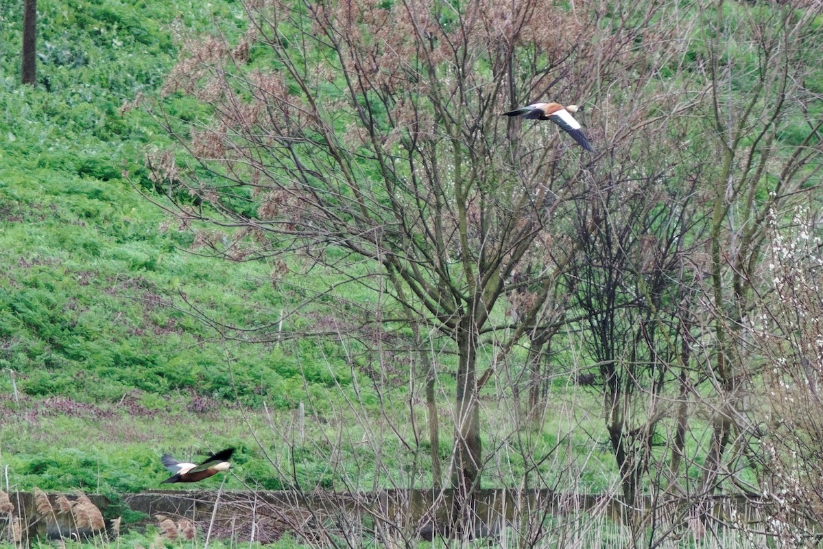 Ruddy Shelduck - ML552514781