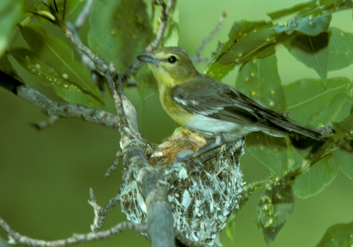 Yellow-throated Vireo - ML55251501