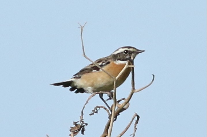 Whinchat - ML55251521