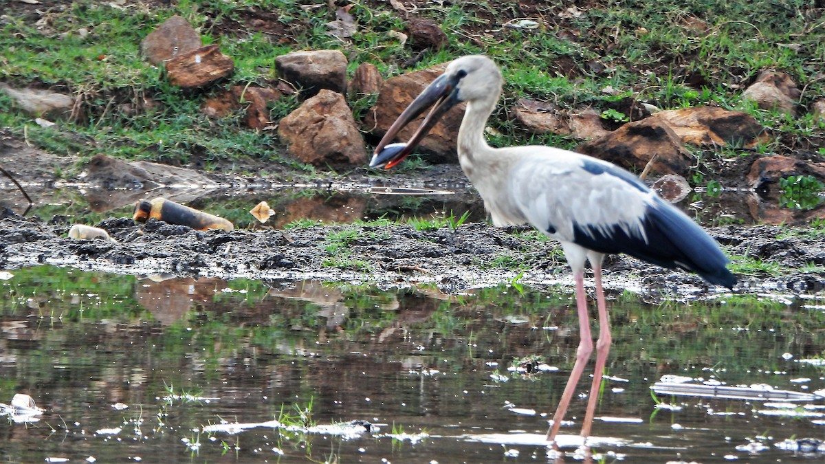 Asian Openbill - ML552515411