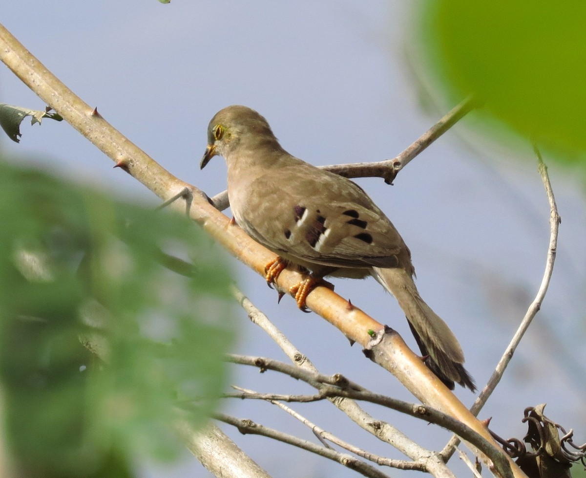 Long-tailed Ground Dove - ML552515521