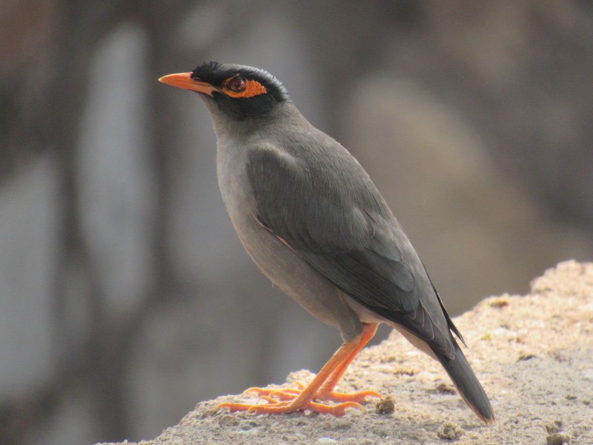 Bank Myna - ML552515591
