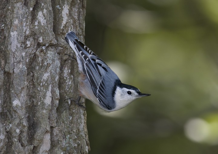 White-breasted Nuthatch - Bill Hubick