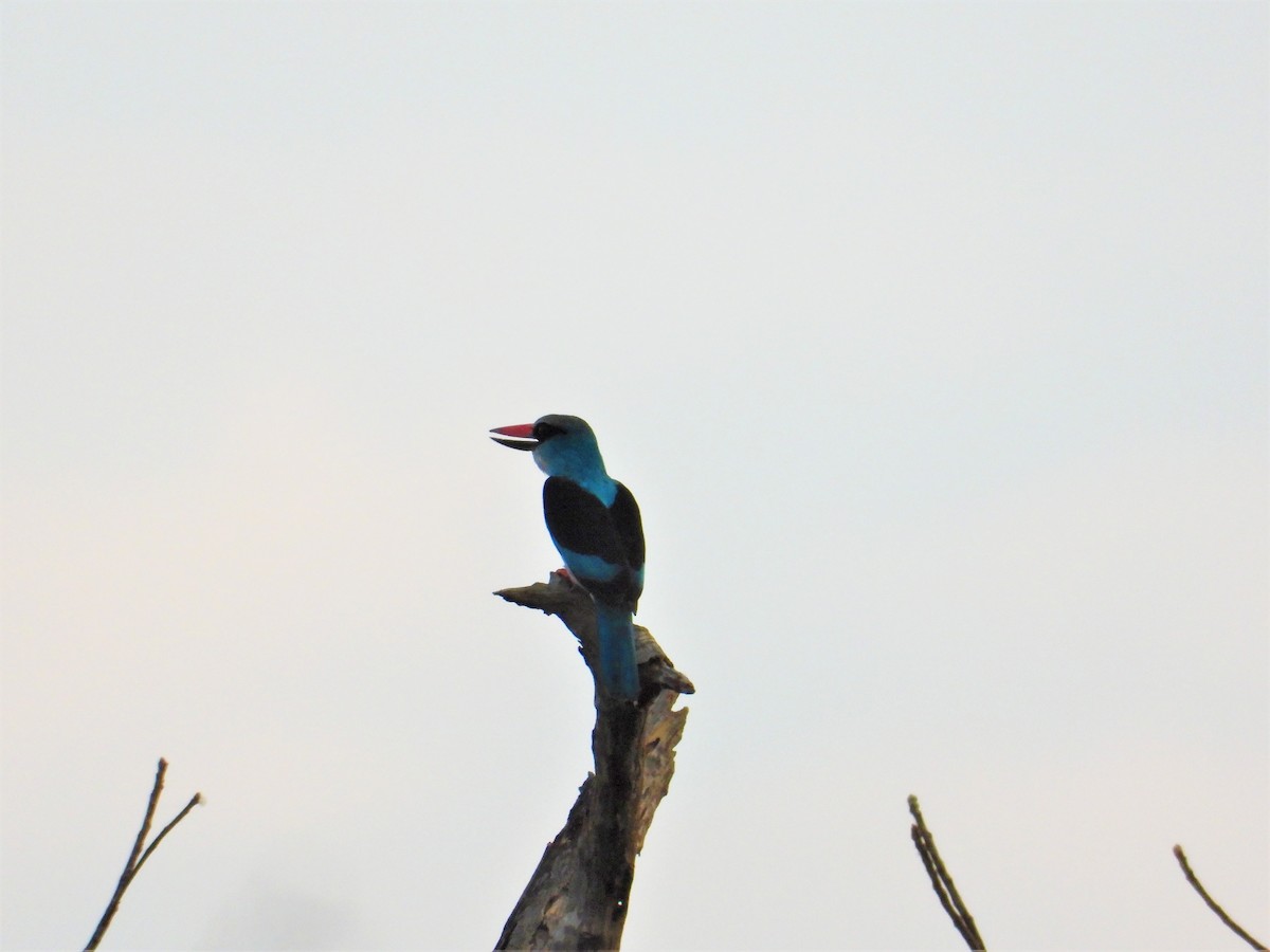 Martin-chasseur à poitrine bleue - ML552515771