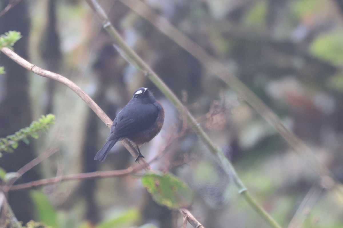 Chestnut-bellied Chat-Tyrant - ML552515911