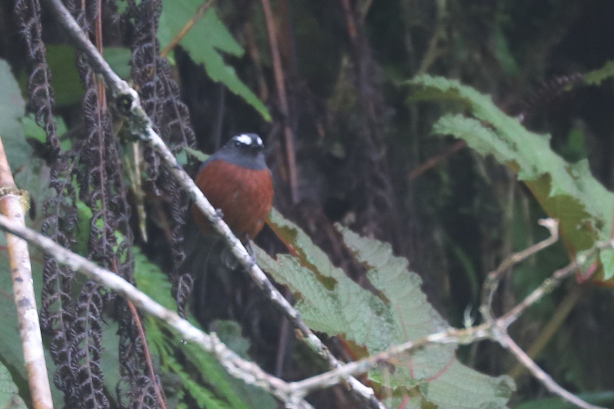 Chestnut-bellied Chat-Tyrant - ML552515921