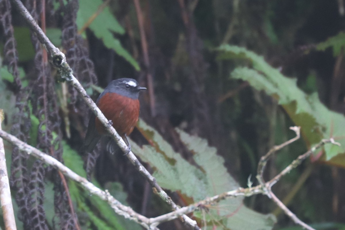 Chestnut-bellied Chat-Tyrant - ML552515931