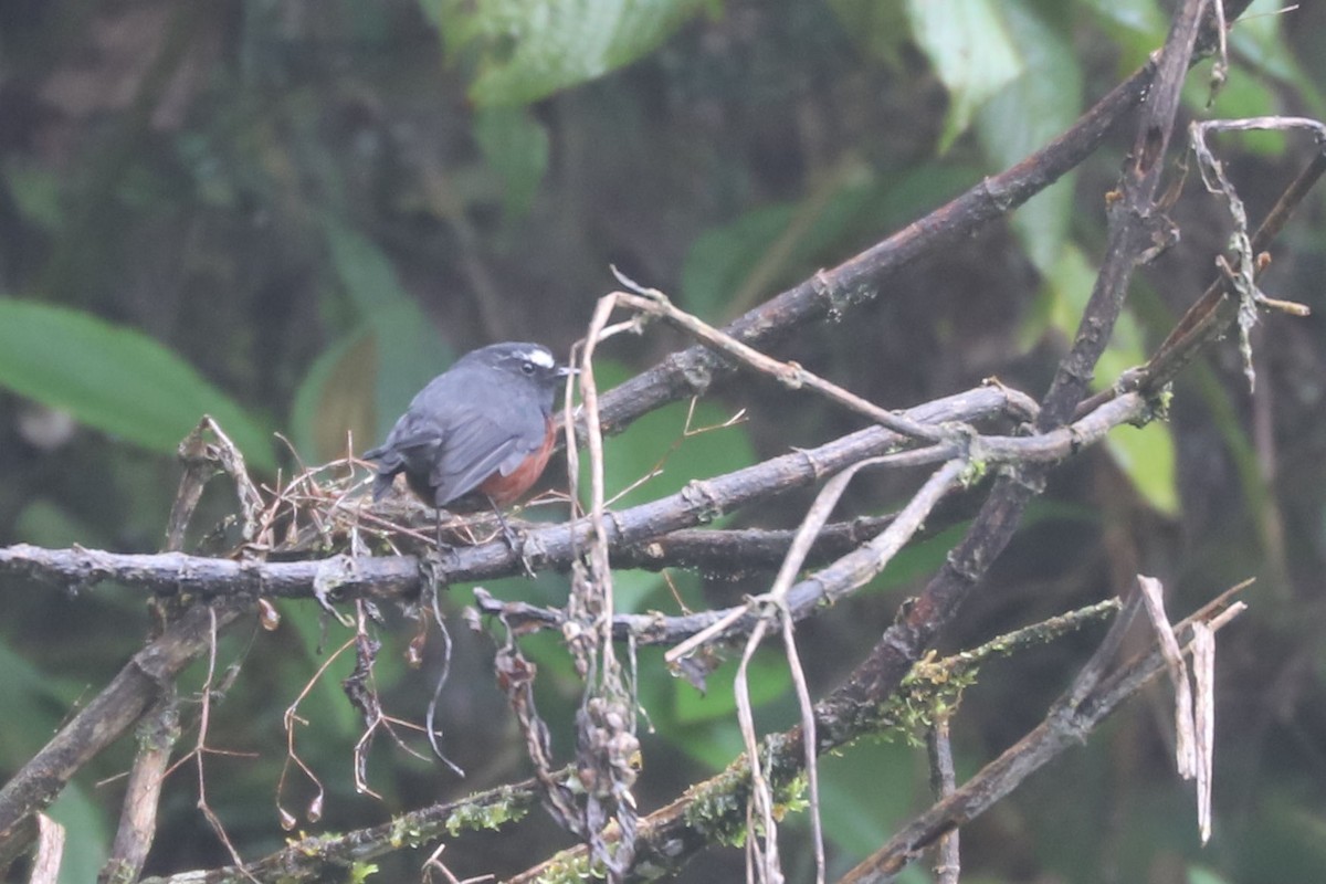 Chestnut-bellied Chat-Tyrant - ML552515941