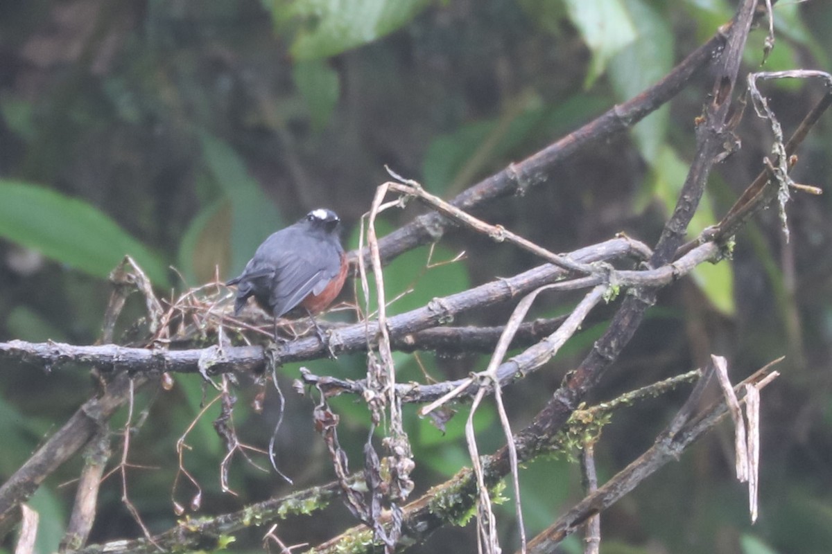 Chestnut-bellied Chat-Tyrant - William Hull