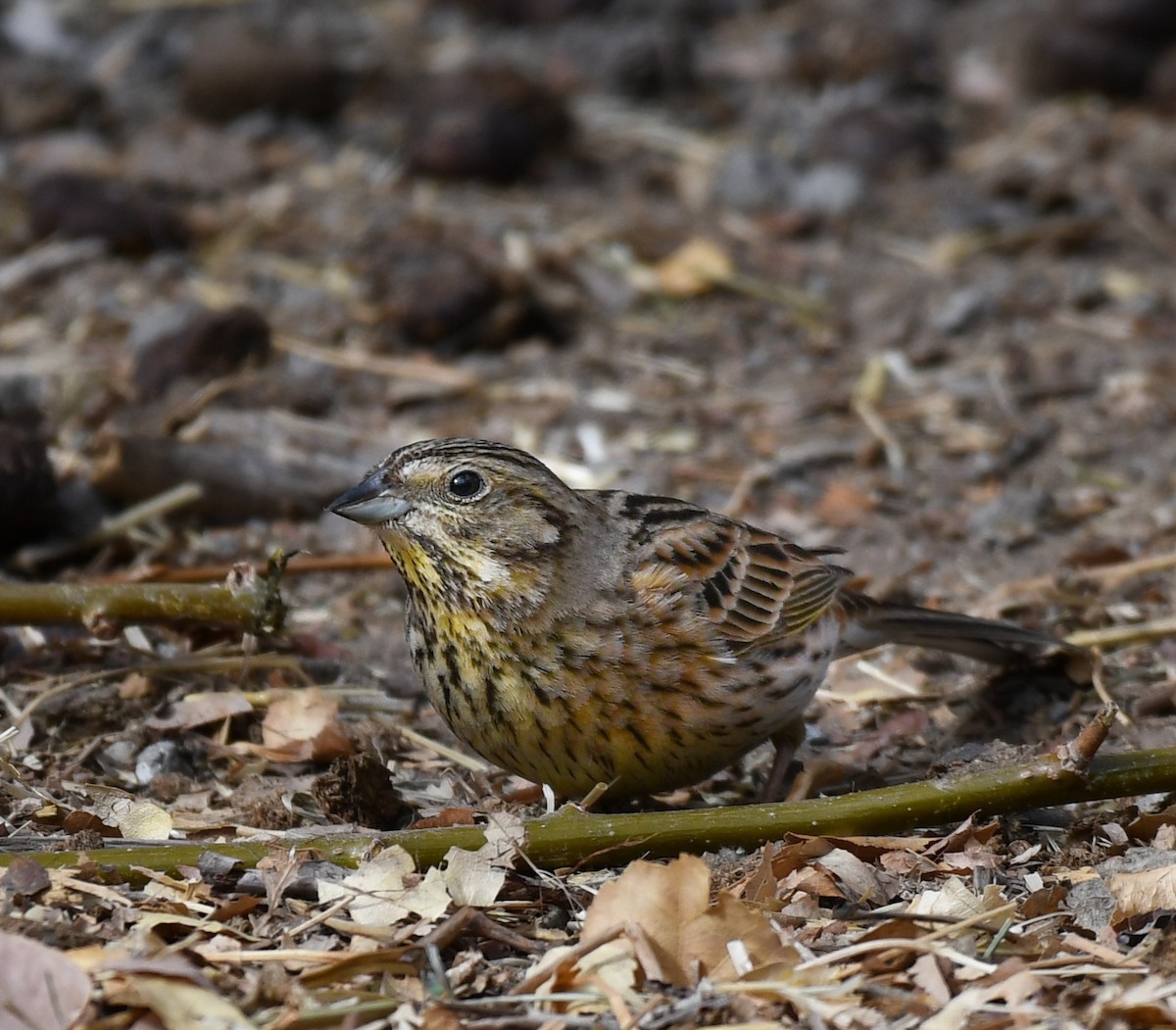 Yellowhammer - Ivar West