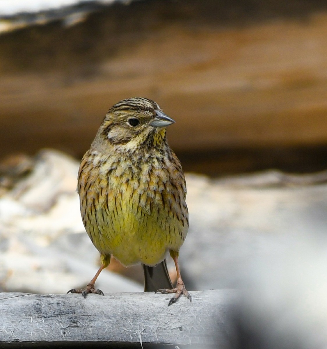 Yellowhammer - Ivar West