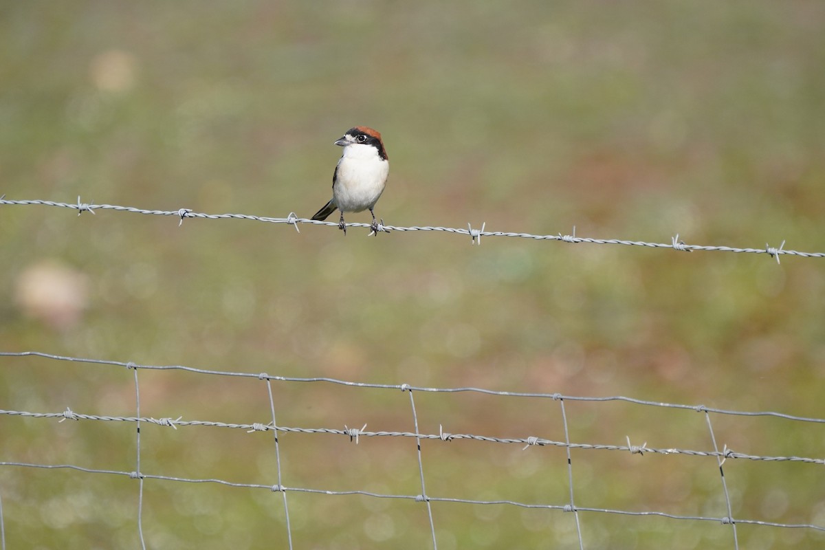 Woodchat Shrike - ML552516591