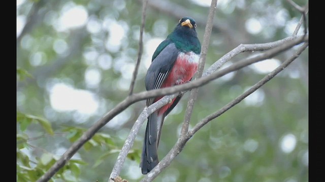 Ecuadorian Trogon - ML552519851