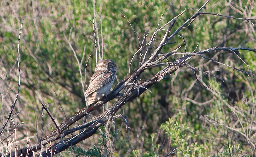 Little Owl (Hutton's) - ML552521221