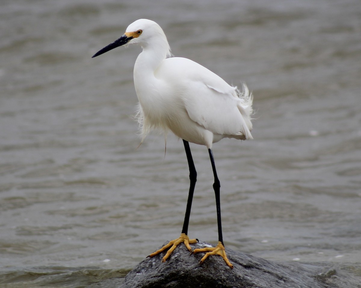 Snowy Egret - ML552521661