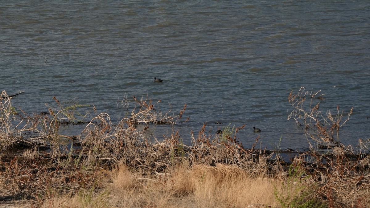 American Coot (Red-shielded) - ML552522111