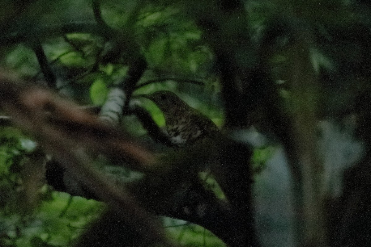 White's Thrush - ML552522241