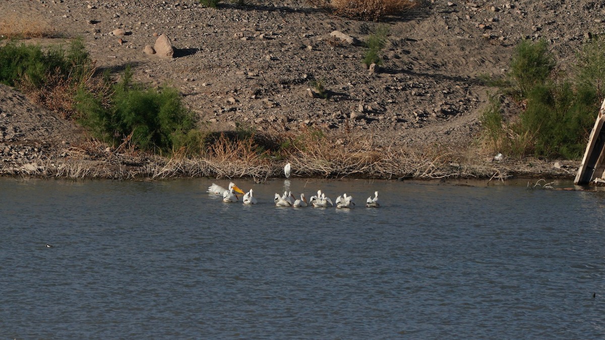 Great Egret - ML552522301