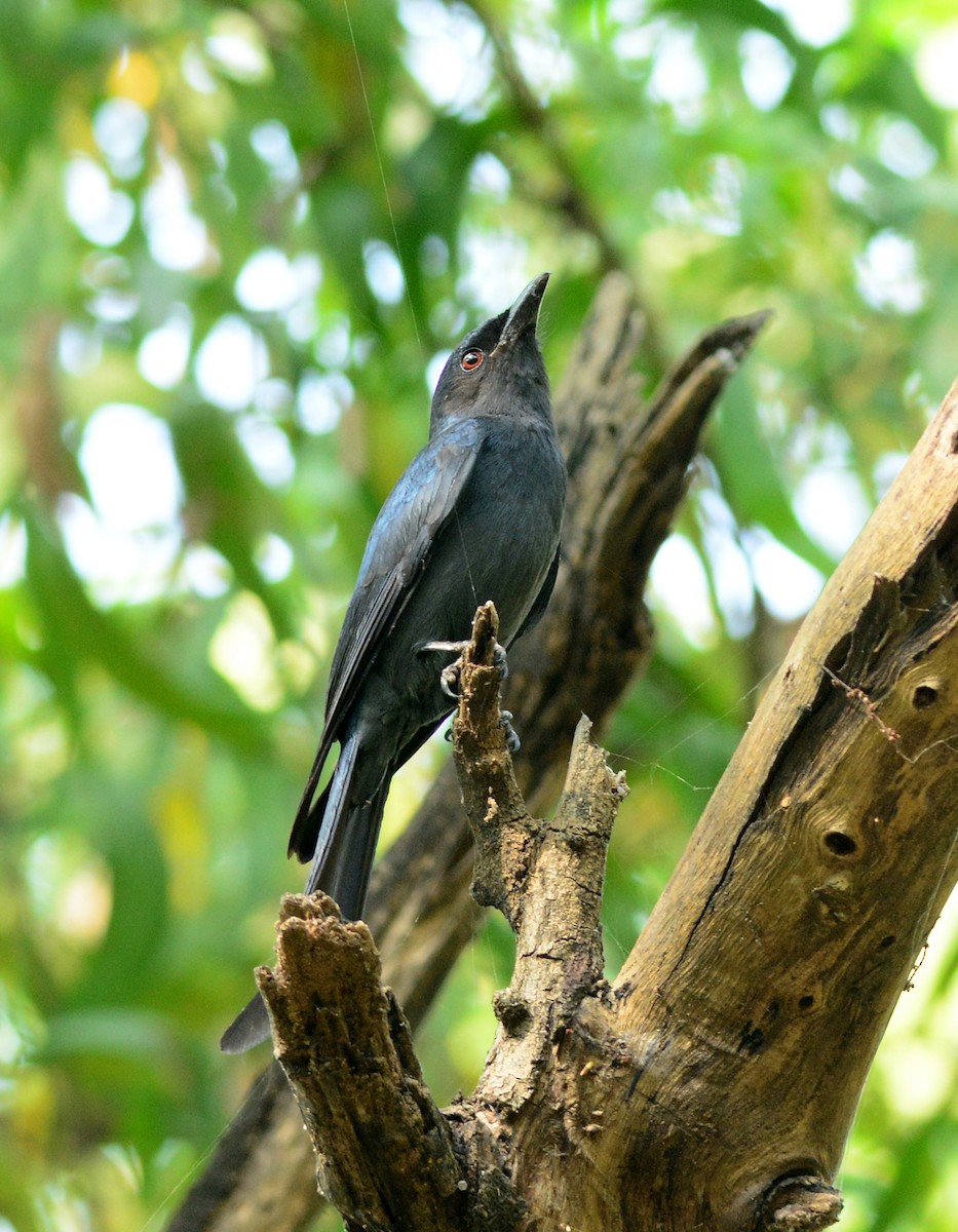 Kül Rengi Drongo - ML552522481