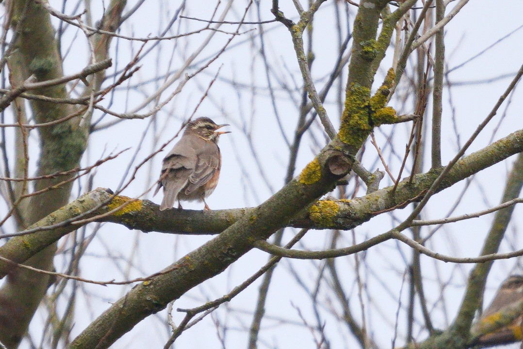 Дрізд білобровий - ML552522551