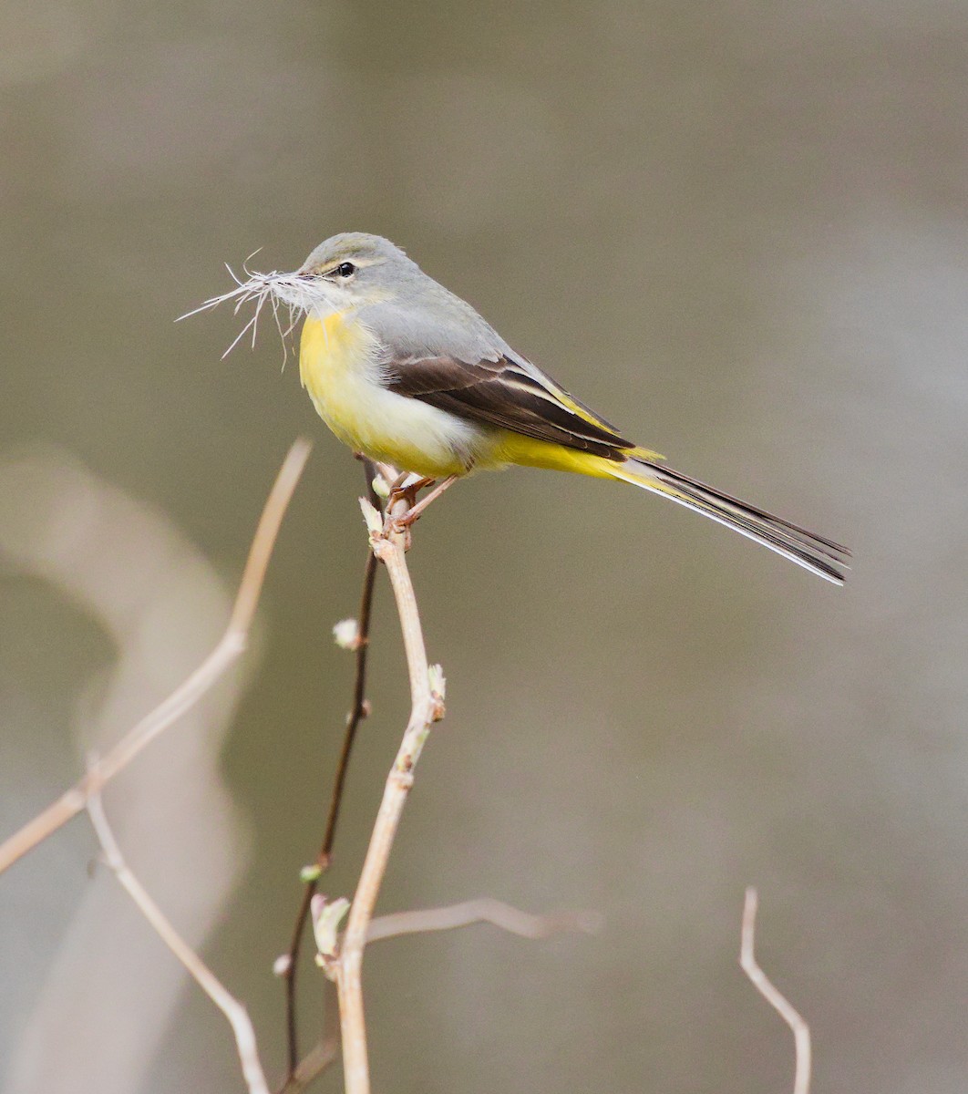 Gray Wagtail - ML552522621