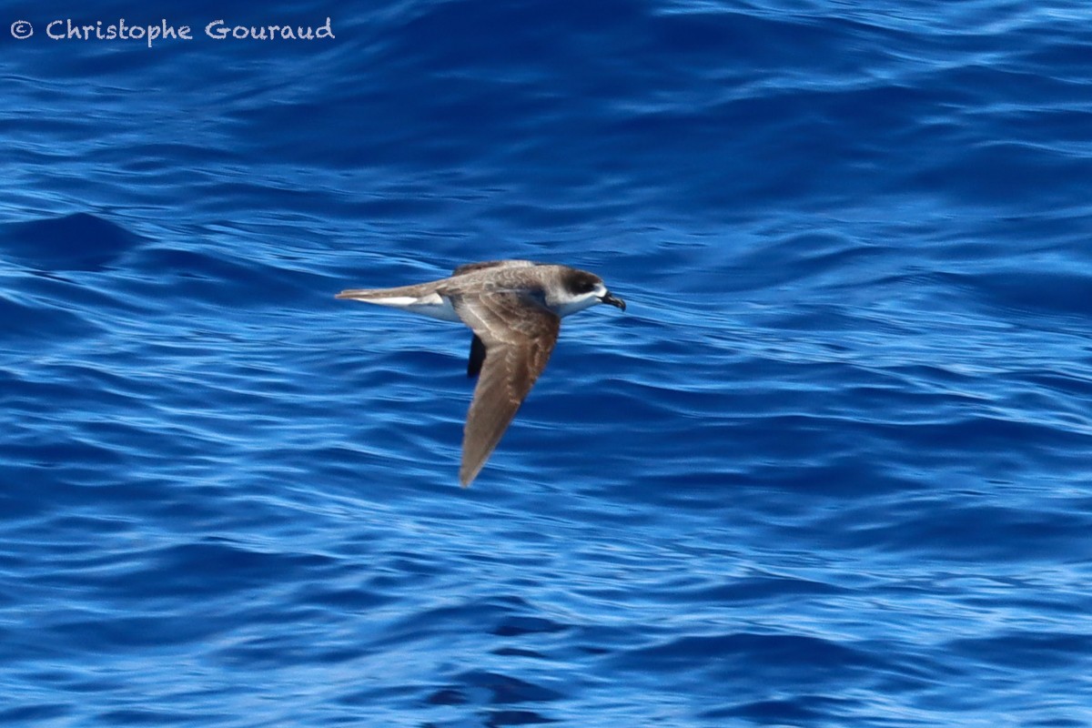 Barau's Petrel - ML552522801