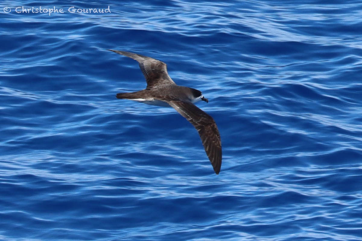 Barau's Petrel - ML552522811