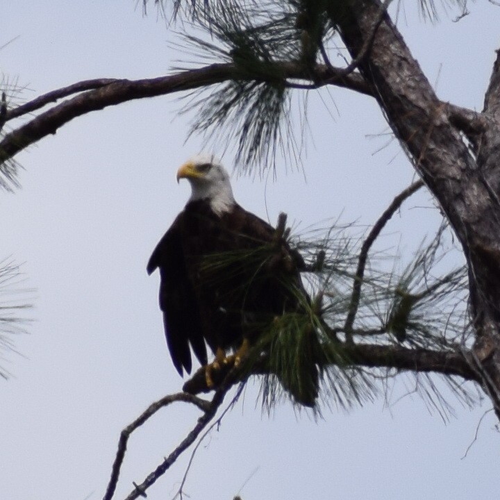 Weißkopf-Seeadler - ML552522911