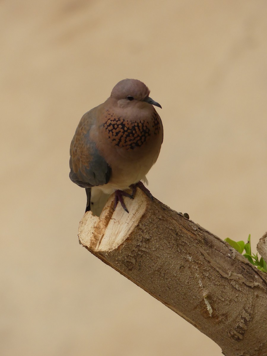 Tórtola Senegalesa - ML552523171