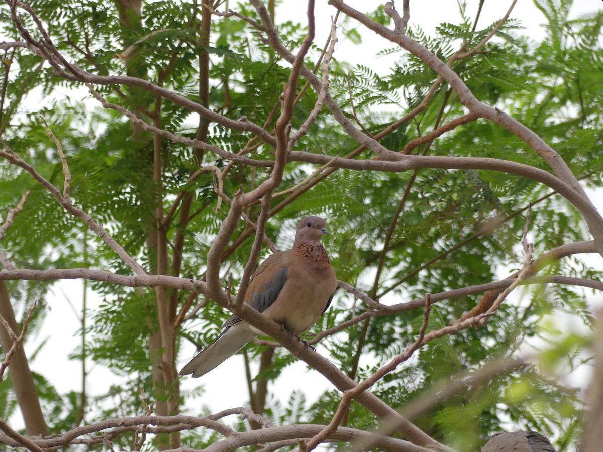 Tórtola Senegalesa - ML552523181