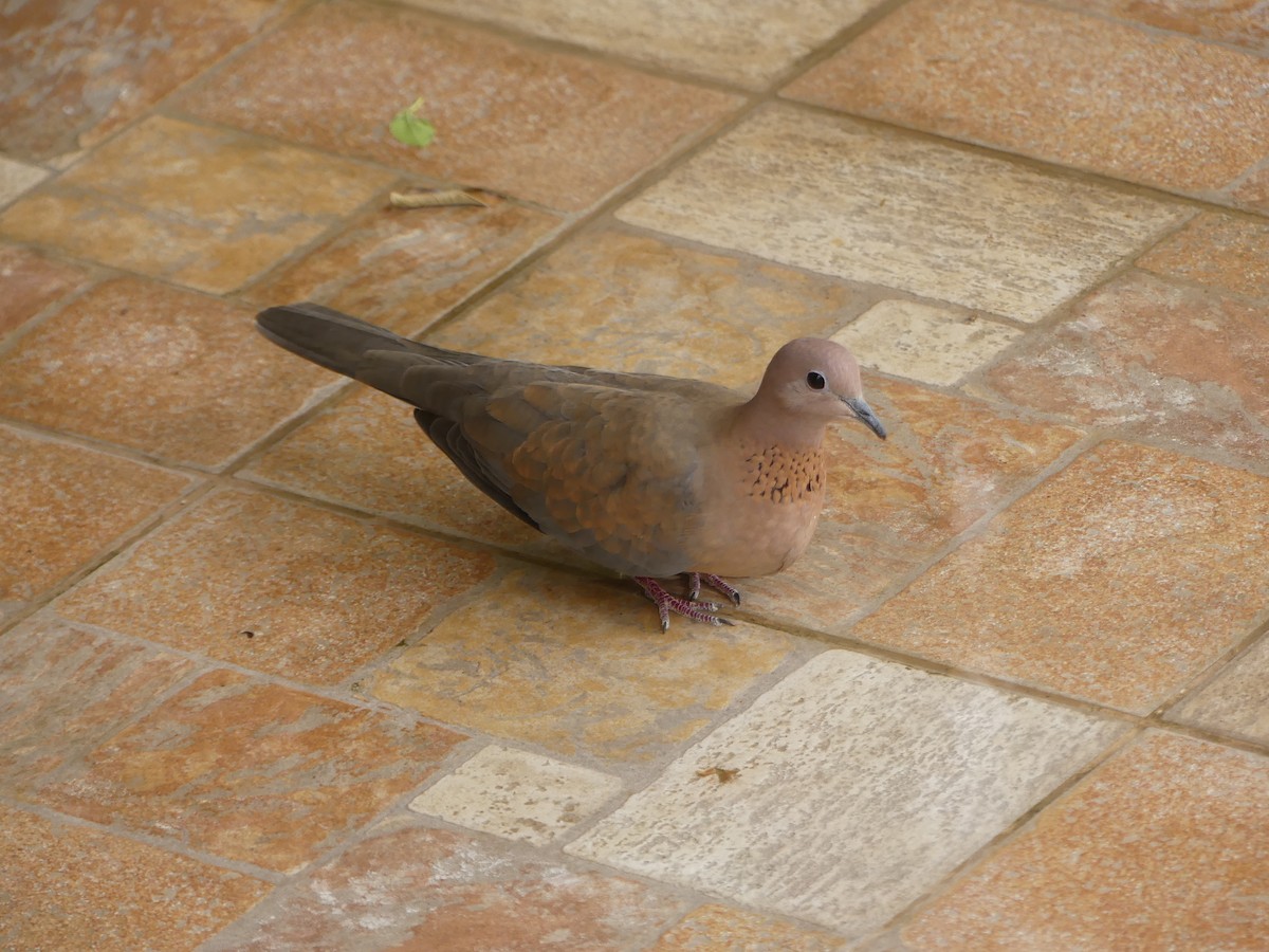 Laughing Dove - Guy RUFRAY