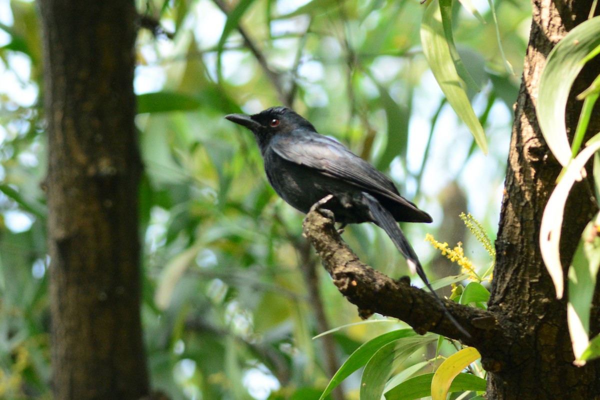 Kül Rengi Drongo - ML552523511