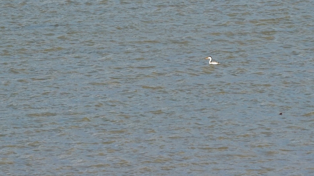 Clark's Grebe - ML552523831