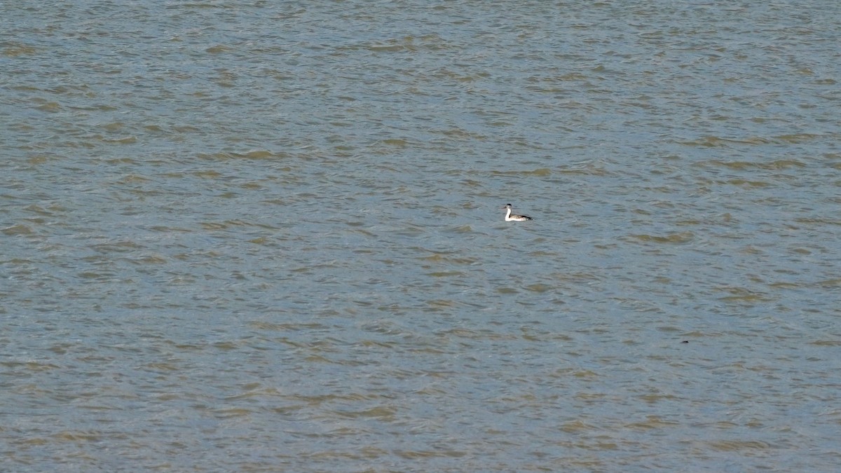 Clark's Grebe - ML552523881