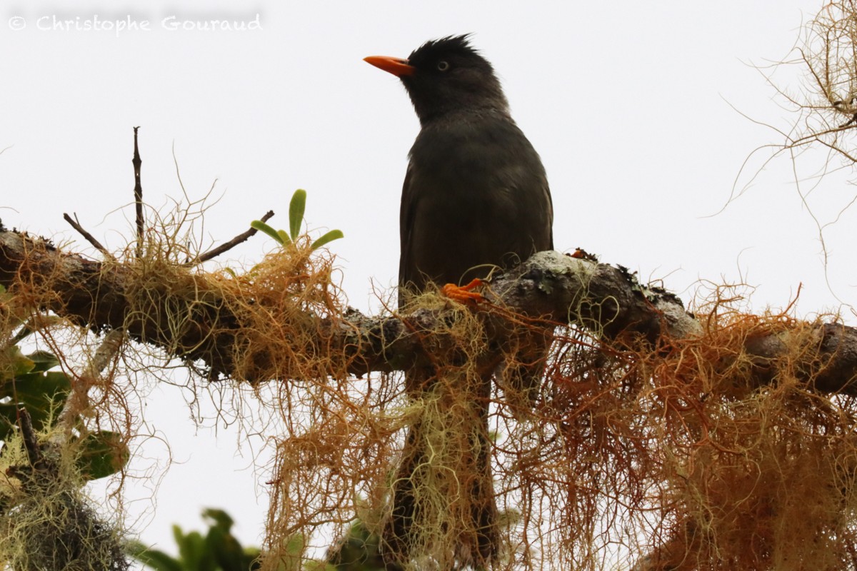 Reunion Bulbul - ML552524061