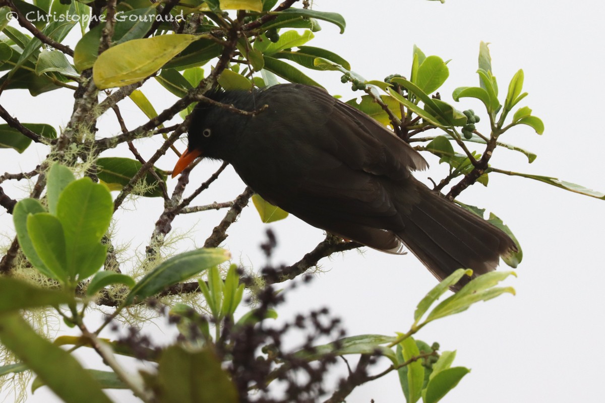 Reunion Bulbul - ML552524071